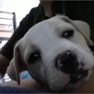 Meet your Posher, Arleen